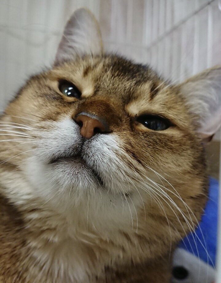 🐾今日の里親様募集中ニャンコ🐱メンバーです🐾天神橋店のTwitterのアドレスが変わりました！2019,8,17